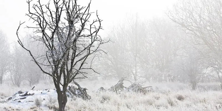 winter-loneliness